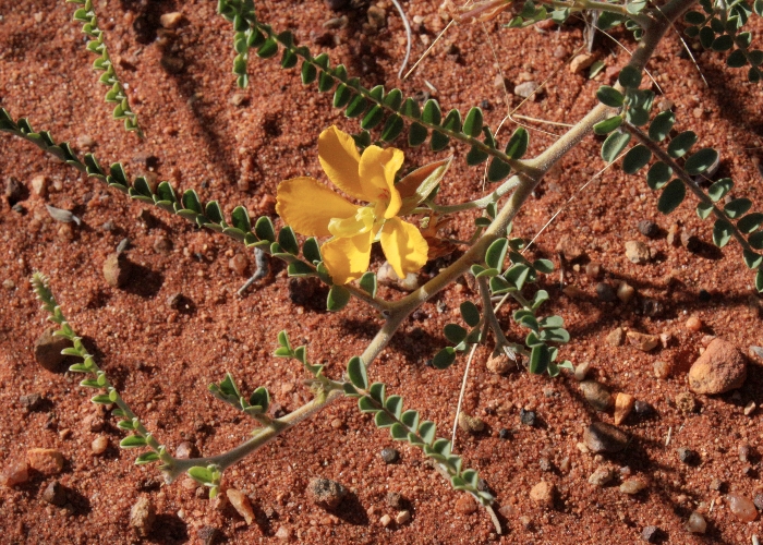 Australian Desert Plants Fabaceae
